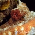 octopus_reef_muck_h_0705_png2256.jpg